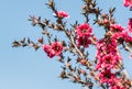 Pink manuka flowers in bloom against blue sky