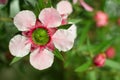 Manuka flower (Leptospermum scoparium ) flower