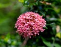Closeup Pink Mini Ixora coccinea flowers blooming in the garden with nature blurred background. Royalty Free Stock Photo