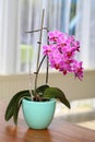 Closeup of a pink moth orchid flower in a pot Royalty Free Stock Photo
