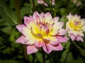 Closeup of a pink multicolored double blooming Dahlia flower Royalty Free Stock Photo