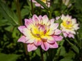 Closeup of a pink multicolored double blooming Dahlia flower Royalty Free Stock Photo