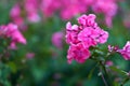 Closeup of pink musk mallow flower growing on a tree in a garden in summer. Flowering plants blooming on branches in a Royalty Free Stock Photo