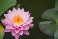 Closeup of pink Nymphaeaceae in the pond, water lilies in the water Royalty Free Stock Photo