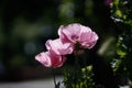 Closeup of a pink Opium poppy flower (papaver somniferum) in garden on dark blurry background Royalty Free Stock Photo