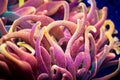 Bubble Tip Anenome Royalty Free Stock Photo