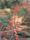 Closeup pink ,orange flower of Aloe suprafoliata, book aloe ,boekaalwyn plants with blurred background Royalty Free Stock Photo