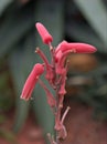 Closeup pink ,orange flower of Aloe suprafoliata, book aloe ,boekaalwyn plants with blurred background Royalty Free Stock Photo