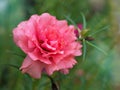 Closeup pink orange flower moss-rose purslane plants Portulaca grandiflora with soft selective focus for pretty background Royalty Free Stock Photo