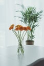 Closeup of pink and orange gerbera daisies in green vase on white home office desk with laptop and window in background selective Royalty Free Stock Photo