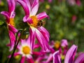 Closeup of a pink orchid Dahlia flower with feeding bumble bee Royalty Free Stock Photo