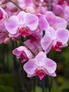 Closeup of pink orchids in dutch greenhouse Royalty Free Stock Photo