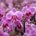 Closeup of pink orchids in dutch greenhouse Royalty Free Stock Photo