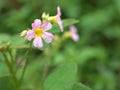 Closeup pink Oxalis barrelieri flowers plant in garden with soft focus and green blurred background