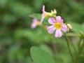 Closeup pink Oxalis barrelieri flowers plant in garden with soft focus and green blurred background