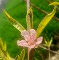 Closeup pink peach flower or prunus persica with green blurred background in sun light. Royalty Free Stock Photo