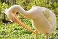 Closeup of a pink pelican Royalty Free Stock Photo