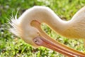 Closeup of a pink pelican Royalty Free Stock Photo