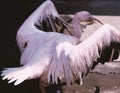 Closeup of a pink Pelican with a broken beak Royalty Free Stock Photo