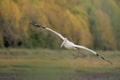 Closeup of the pink pelican flying on a blurred background of forest Royalty Free Stock Photo