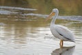 Closeup of the pink pelican swimming in the sea and looking sideways Royalty Free Stock Photo