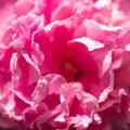 Closeup from a pink peonie blossom, background for greetings and Royalty Free Stock Photo