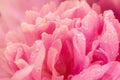 Closeup of pink peony flower with fresh morning dew Royalty Free Stock Photo