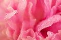 Closeup of pink peony flower with fresh morning dew Royalty Free Stock Photo