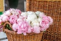 Closeup of pink peony flowers Royalty Free Stock Photo