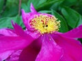 Closeup of pink Peony with yellow stamen Royalty Free Stock Photo