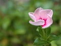 Closeup pink periwinkle madagascar flower in garden and blurred for background ,nature background Royalty Free Stock Photo