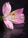 Closeup of a Pink Peruvian Lily Flower Royalty Free Stock Photo