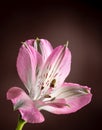 Closeup of a Pink Peruvian Lily Flower Royalty Free Stock Photo