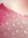 Closeup pink petal of desert rose flower with water drops on pink  background soft focus and blurred for background ,macro image Royalty Free Stock Photo