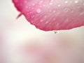 Closeup pink petal of desert rose flower  with water drops on yellow background soft focus and blurred for background ,macro image Royalty Free Stock Photo