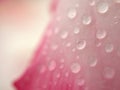 Closeup pink petal of desert rose flower  with water drops on yellow background soft focus and blurred for background ,macro image Royalty Free Stock Photo