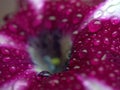 Closeup pink petal of petunia flower with water drops  soft focus and blurred for background ,macro image Royalty Free Stock Photo