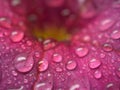 Closeup pink petal of petunia flower with water drops  soft focus and blurred for background ,macro image Royalty Free Stock Photo