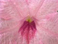 Closeup pink inside petunia flower with sweet color