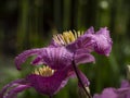 Closeup of beautiful pink Clematis flowers in a garden Royalty Free Stock Photo