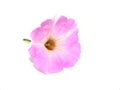 Beautiful pink Petunia flower isolated Royalty Free Stock Photo