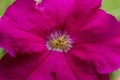 Closeup of pink Petunia flower with Stigma pistillum and Anther androecium. Royalty Free Stock Photo