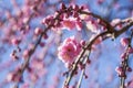 closeup pink plum blossom flowers buds branches blue sky background early spring, selective focus, ume Royalty Free Stock Photo