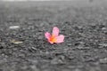 Closeup of Pink Plumeria flowers on grey asphalt road. Frangipani on the floor Royalty Free Stock Photo