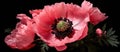 Closeup of a pink poppy flower on black background art event Royalty Free Stock Photo