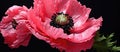 Closeup of a pink poppy flower on a black background Royalty Free Stock Photo