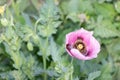 Closeup of a pink poppy flower with green leaves in the  background at a field Royalty Free Stock Photo