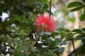 Closeup of a pink powderpuff tree flower