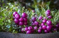 Closeup of pink purple berries of Pernettya mucronata known as prickly heath or chilean spanish evergreen shrub