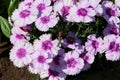 Closeup of pink and purple Dianthus Chinensis flowers